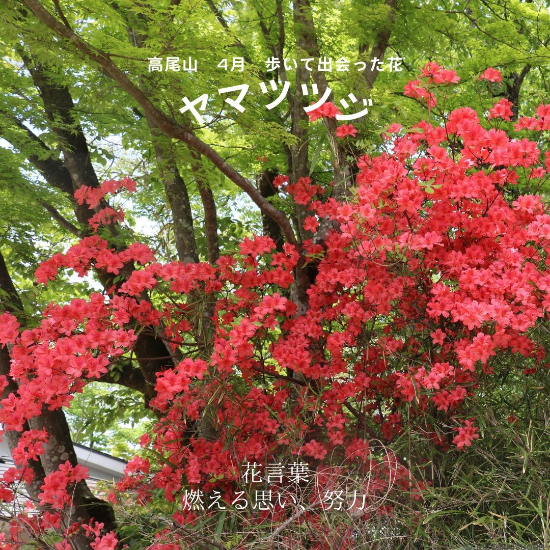 高尾山 4月 ヤマツツジをどこで見た 花 葉の特徴や花言葉 1号路 4号路 子供遊び 学びデビューhack 研究所 幼児 小学生 中学生と楽しむ 高尾山 4月 ヤマツツジをどこで見た 花 葉の特徴や花言葉 1号路 4号路 子供遊び 学びデビューhack 研究所 幼児 小学生 中学生と楽しむ