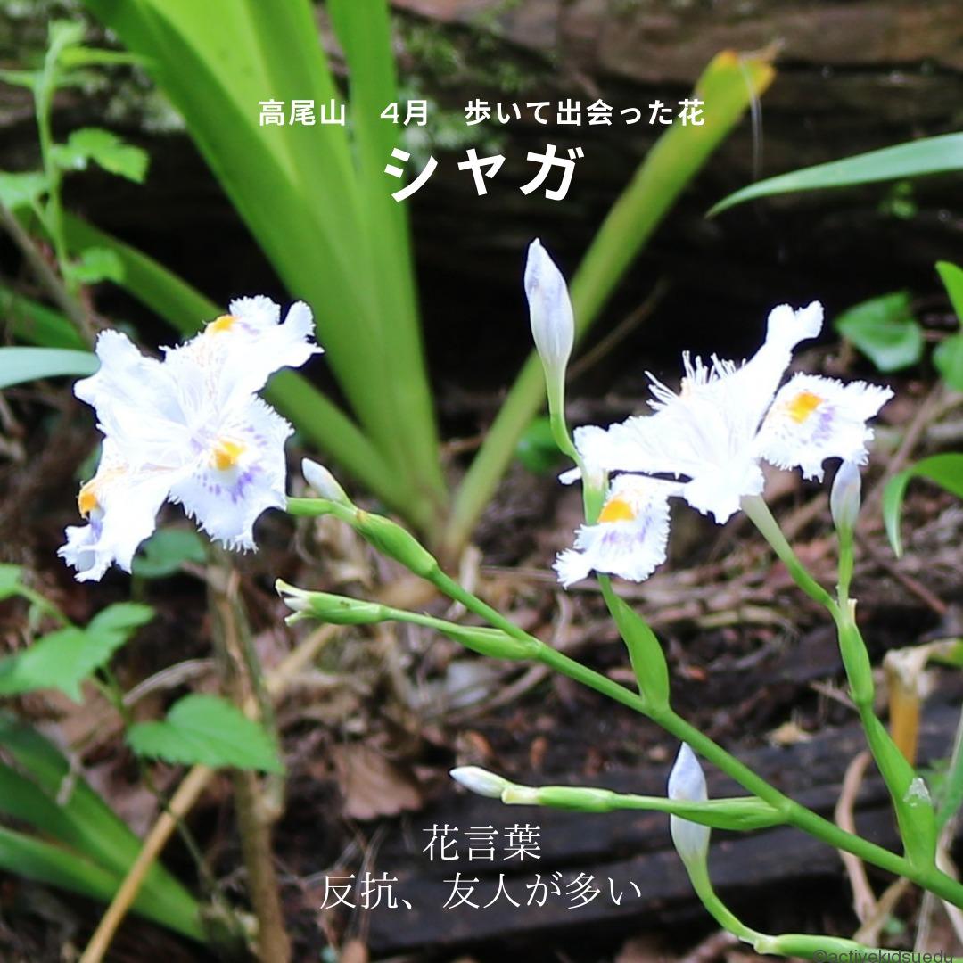高尾山・4月】シャガをどこで見た？ 花・葉の特徴や花言葉・1号路？4号
