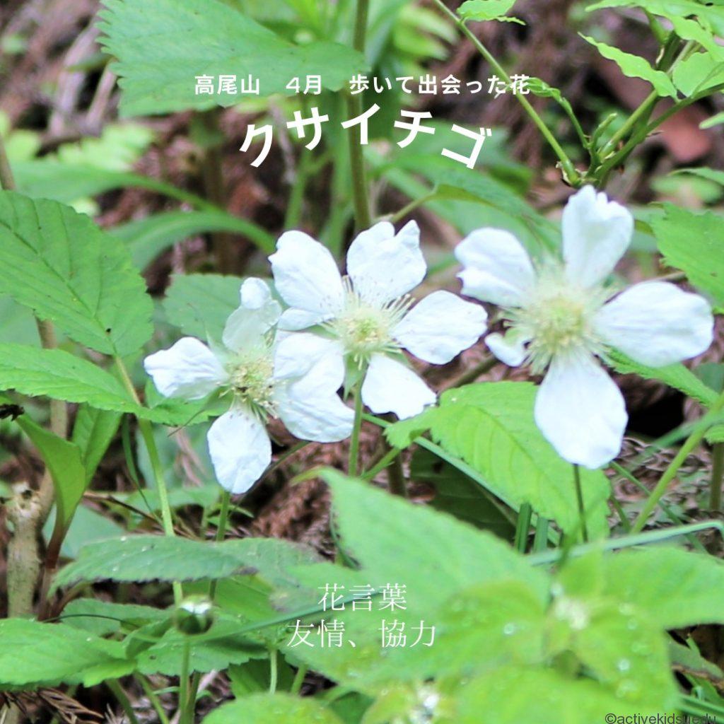 【高尾山・4月】クサイチゴをどこで見た？　花・葉の特徴や花言葉・1号路？4号路？