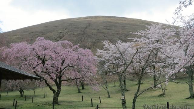 さくらの里の桜と大室山