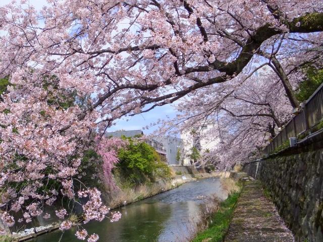 松川遊歩道の桜