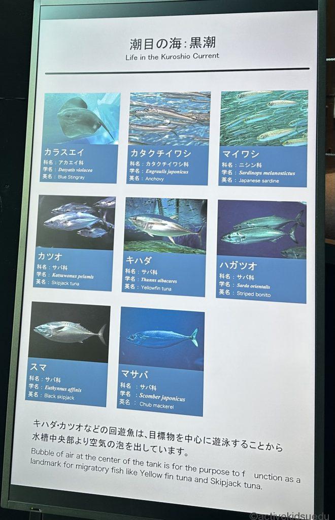 アクアマリンふくしま「潮目の海」水槽・おでかけ体験写真/子供遊び・学びデビューHACK!研究所https://activekidsedu.com/