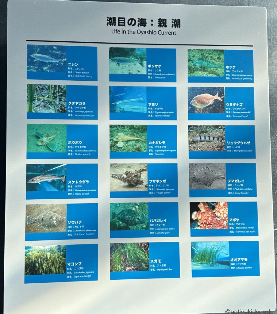 アクアマリンふくしま「潮目の海」水槽・おでかけ体験写真/子供遊び・学びデビューHACK!研究所https://activekidsedu.com/