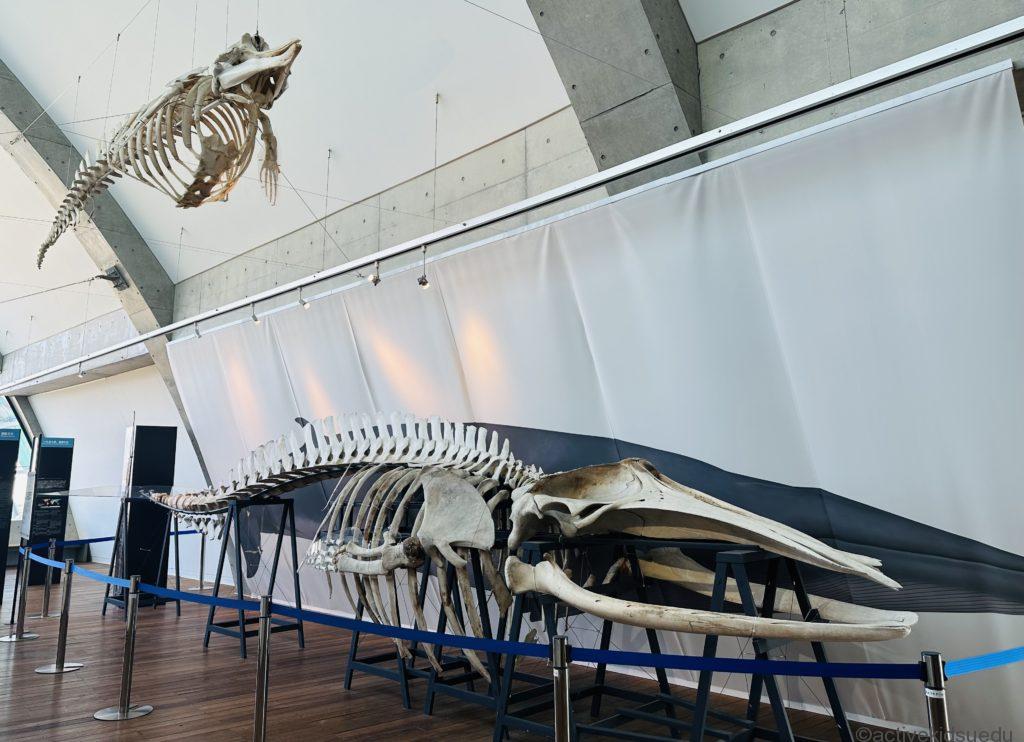 アクアマリンふくしま クジラ展示 ブログ画像