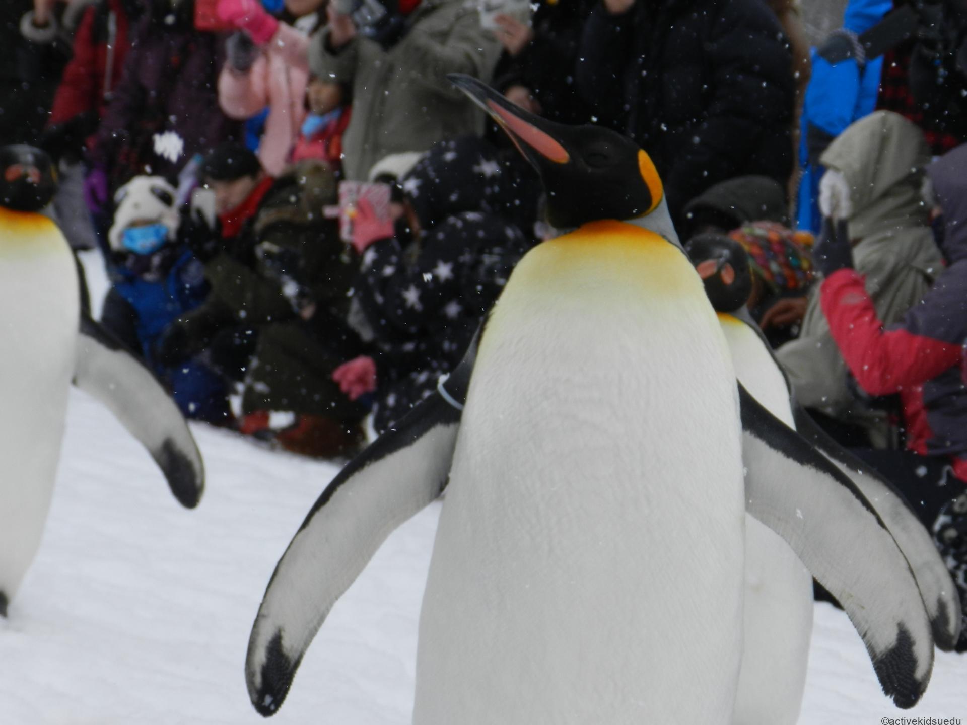 【北海道・子供と冬の絶景】旭山動物園の楽しみ方／ペンギン・ホッキョクグマ・アザラシ・オオカミ・レッサーパンダ