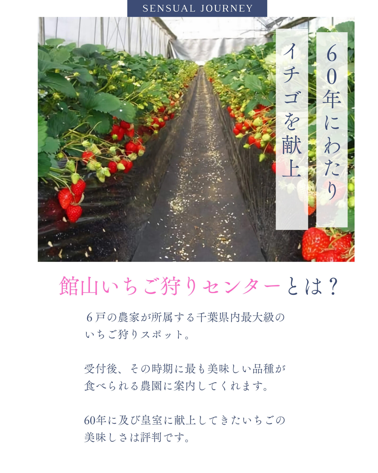 【子供とおでかけ雑学】千葉県内で最大級のイチゴ狩りスポットは？／1月17日／献上イチゴを扱う「館山いちご狩りセンター」へ行こう！