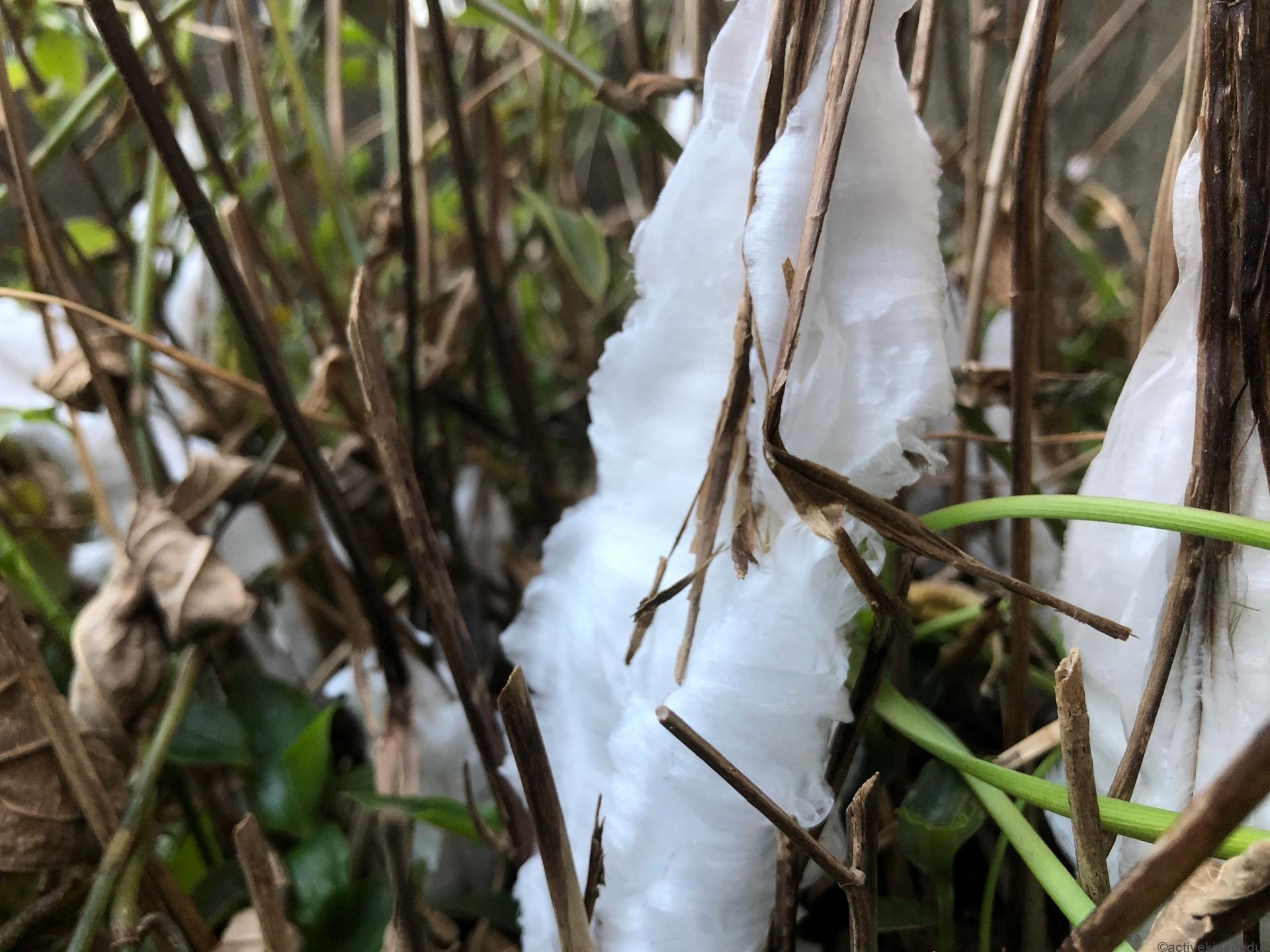 点下に気温が下がる季節になると、地中から吸いあげた水分が凍り、氷の華となった「シモバシラ」のニュースが流れます。

この写真の「シモバシラ」は植物の名前。わたしはこの「シモバシラ」を知ってから、「氷点下」に下がりますというニュースを聞くとワクワクするようになりました。

近くの植物園に「シモバシラ」を見に行けるからです！　そんな「シモバシラ」について紹介します。