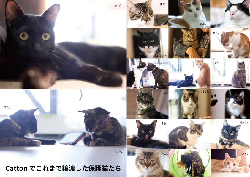 【猫・遊園地】保護猫を主役にした「YUFUIN HOGONEKO FOREST」で家族の絆を深める！　大分・湯布院に誕生！