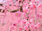 【子供とおでかけ雑学】梅の花が一番香る時間はいつ？ー早朝　2月2日