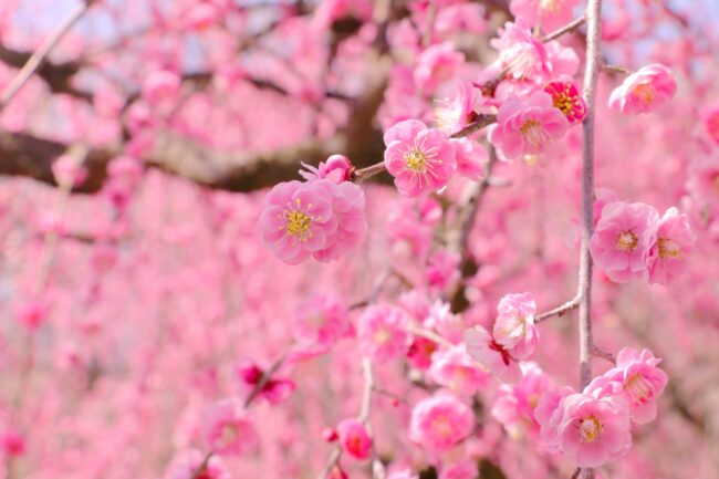 【子供とおでかけ雑学】梅の花が一番香る時間はいつ？ー早朝　2月2日