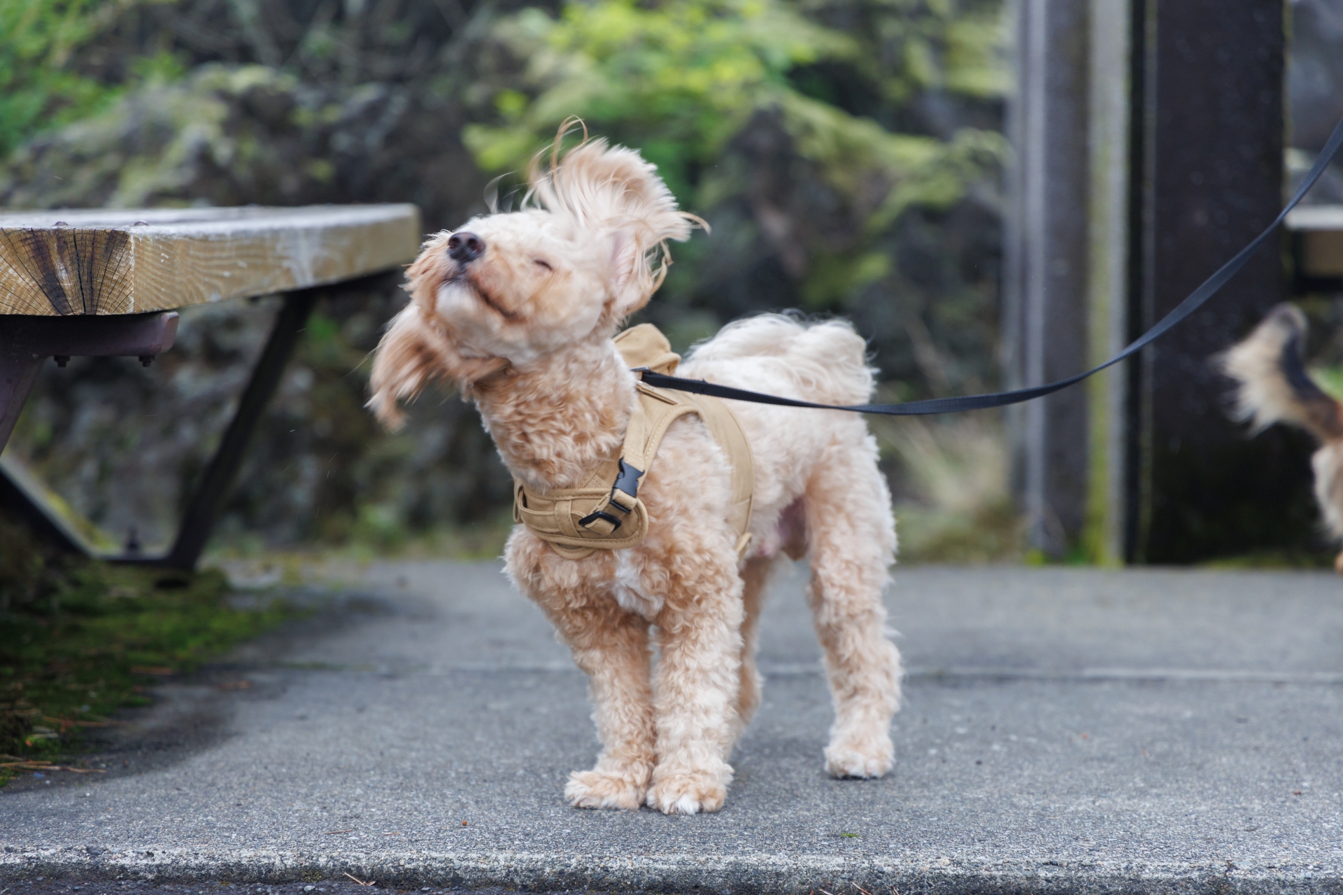 【関西・西日本】子供が犬の散歩やふれあい体験できるスポット7選／施設選びの注意点、事前に考えておきたいこと、お得な割引・オンラインチケット情報
