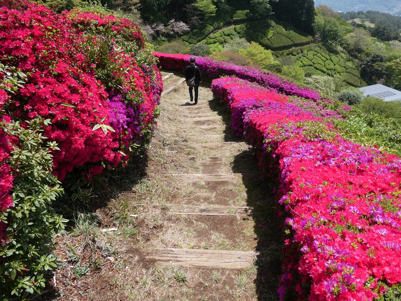 春の訪れを感じるこの季節、静岡県熱海市にある自然豊かな姫の沢公園では、2024年4月20日（土）から5月6日（月・祝）までの期間、「つつじ・こいのぼりまつり」が開催されます。このお祭りは、約6万株の鮮やかなツツジと約150匹の色鮮やかなこいのぼりが、新緑の中を彩ることで知られています。入園無料で、家族での思い出作りにぴったりのイベントです。