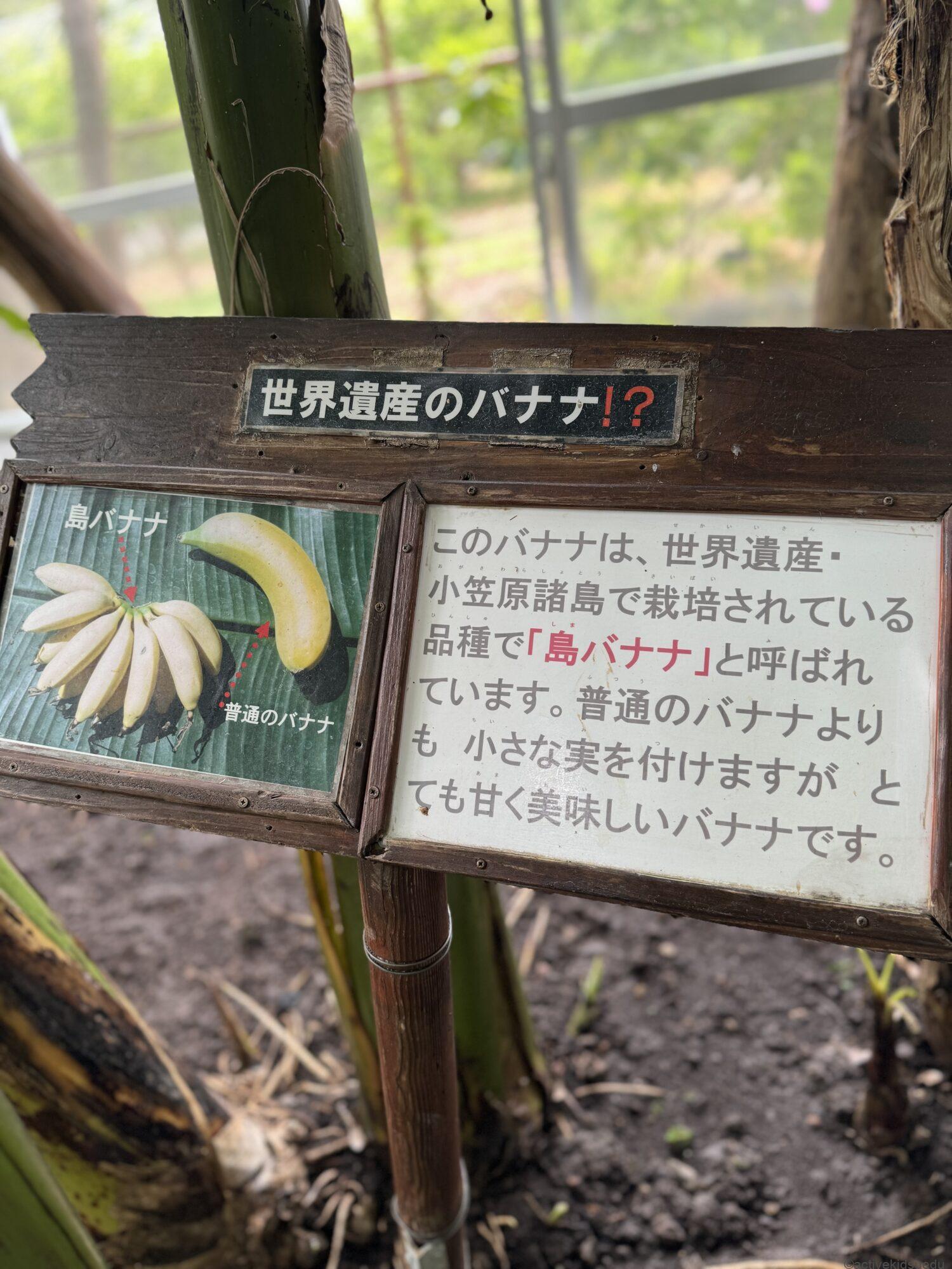 【伊豆観光・熱川バナナワニ園】バナナ＆熱帯フルーツ＆ヒスイカズラ＆水連！　日本で初めて！　日本でココだけがいっぱい！　5つの見どころを紹介！