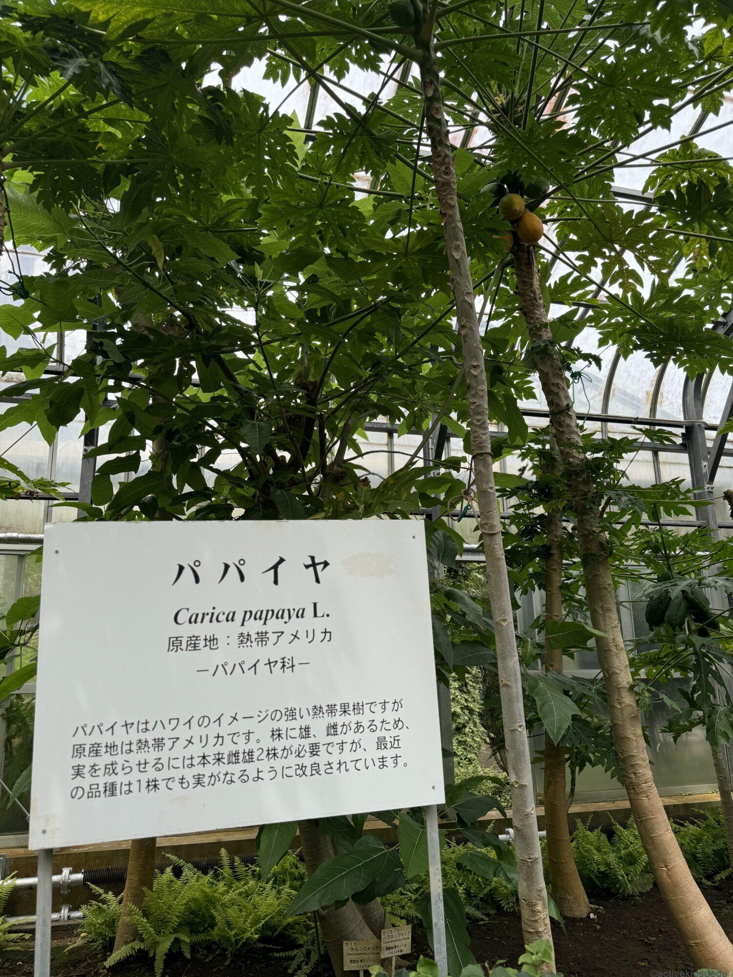 【伊豆観光・熱川バナナワニ園】バナナ＆熱帯フルーツ＆ヒスイカズラ＆水連！　日本で初めて！　日本でココだけがいっぱい！　5つの見どころを紹介！