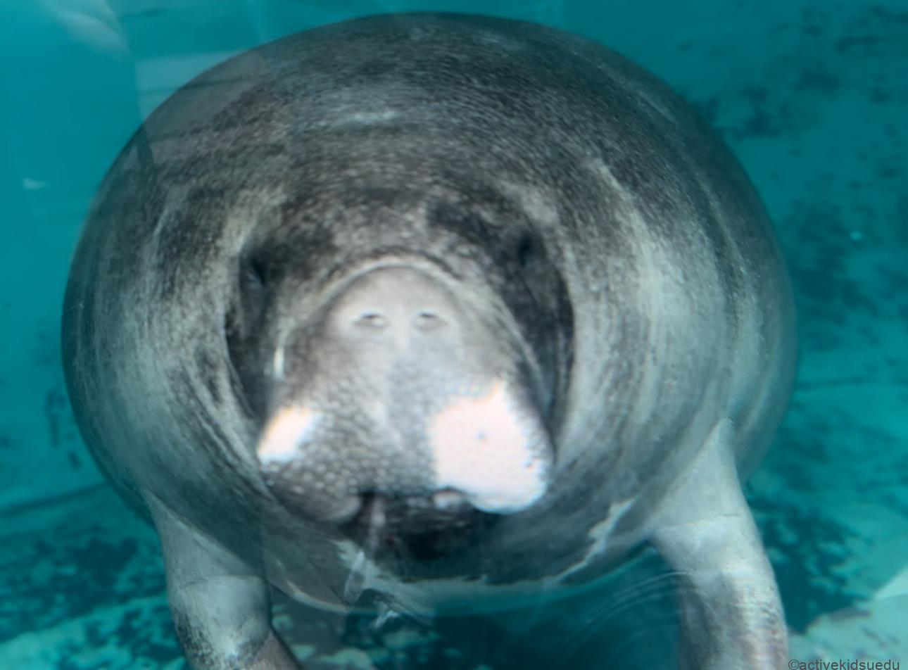 【伊豆・熱川】日本でココだけ!「アマゾンマナティ」48年間名無し君に会いに行く!